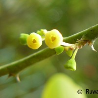 Breynia vitis-idaea (Burm.f.) C.E.C.Fisch.